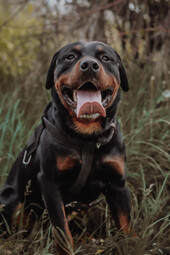 Rottweiler<br>{Quelle: https://www.pexels.com/photo/animal-dog-pet-cute-8179839/}