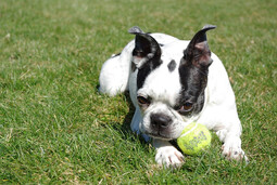 Boston Terrier<br>{Quelle: https://pixabay.com/photos/grass-cute-animal-dog-mammal-3330815/}