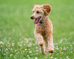 Pudel<br>{Quelle: https://www.pexels.com/photo/happy-poodle-running-on-bright-green-lawn-4626496/}