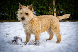 Cairn Terrier<br>{Quelle: https://pixabay.com/photos/animal-dog-canine-mammal-breed-6923780/}
