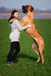 Deutsche Dogge<br>{Quelle: https://www.pexels.com/photo/animal-big-blur-breed-532310/}