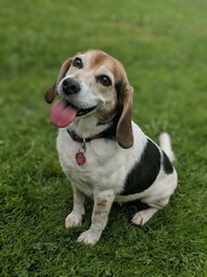 Vorschaubild Beagle <br>{Quelle: https://www.pexels.com/photo/a-cute-beagle-on-grass-6599748/}