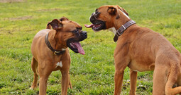 Boxer<br>{Quelle: https://pixabay.com/photos/boxer-dogs-dogs-good-aiderbichl-1321231/}