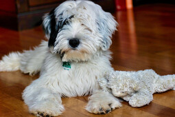 Vorschaubild Tibet Terrier<br>{Quelle: https://pixabay.com/photos/dog-fur-tibet-terrier-breed-canine-6981486/}